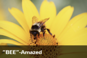 Bee Amazed!